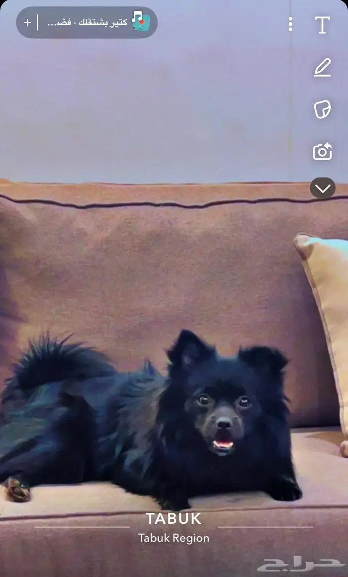 كلب بومارينان اللون اسود كامل 1