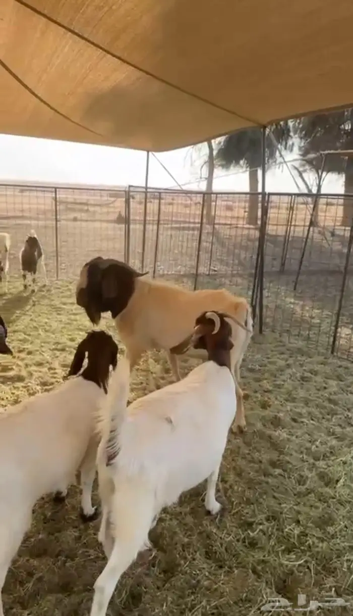 معزا مشاريك وفحل بورقت 3