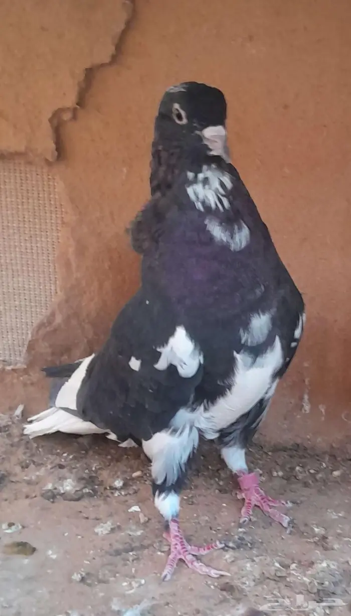 قطايف بالخرج 0
