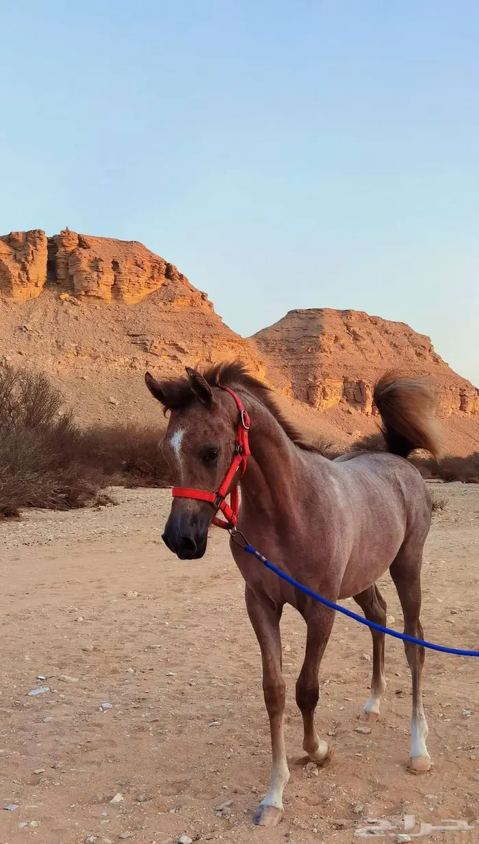 مهرة واهو جميلة 1