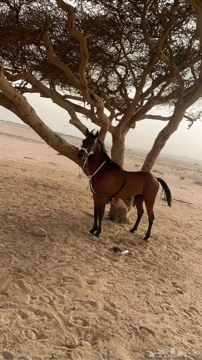 خيل شعبي شيخ 4
