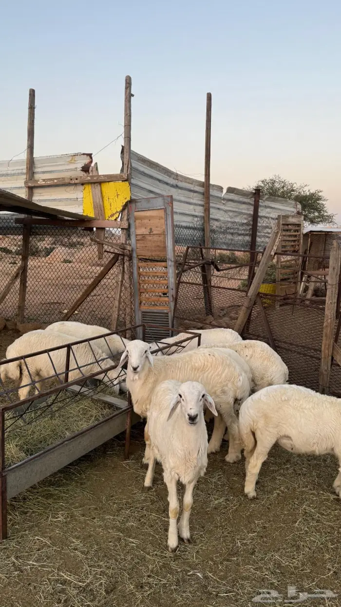 بهم حري للبيع 1