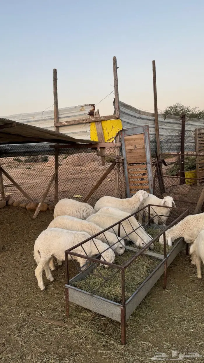 بهم حري للبيع 0