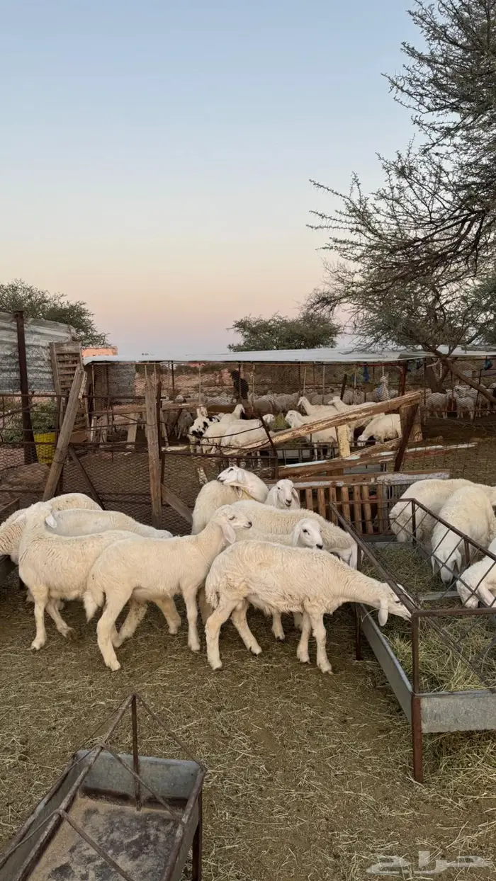 بهم حري للبيع 2