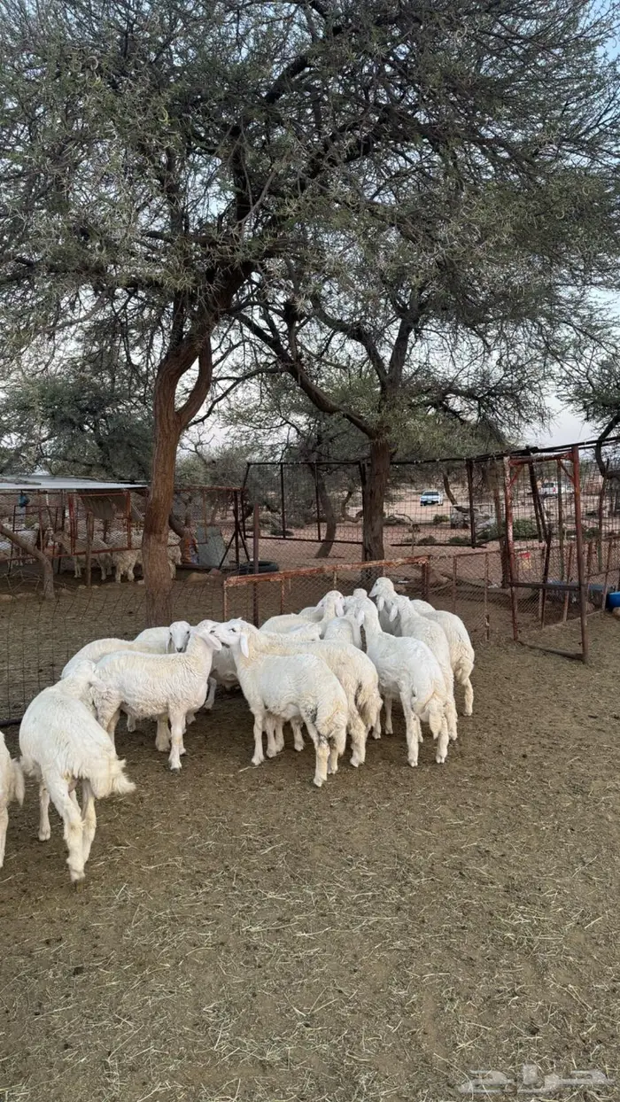 بهم حري للبيع 4