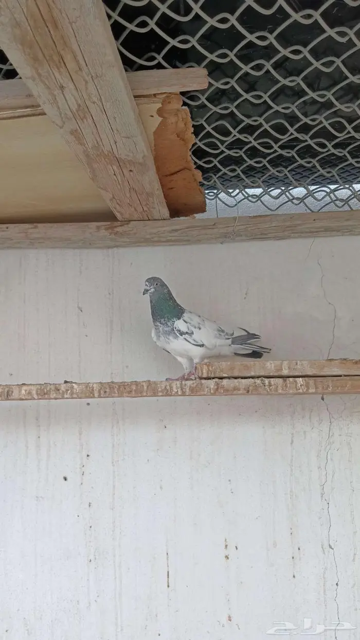 مجموعة حمام باكستاني 10