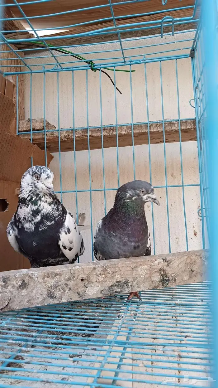 مجموعة حمام باكستاني 6