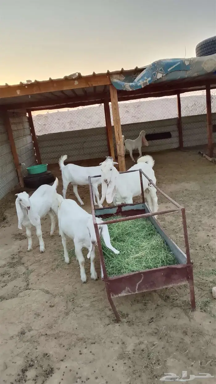 جفار 3