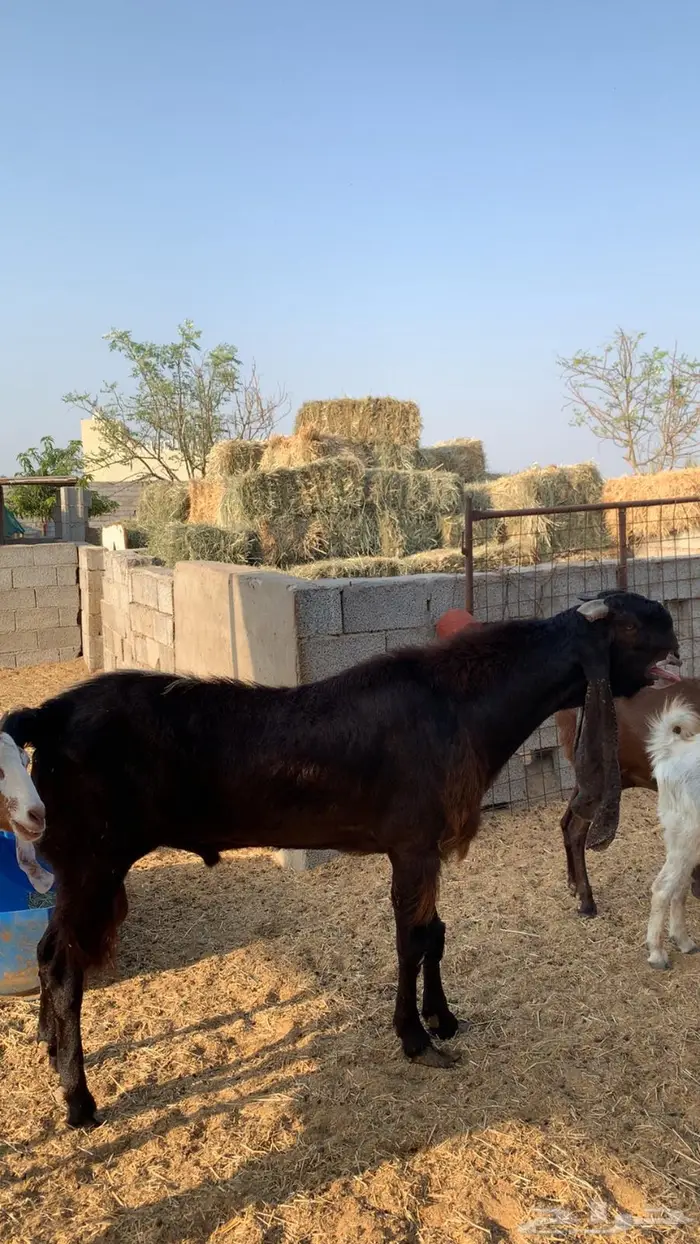 مشروع فحل فاخر 3