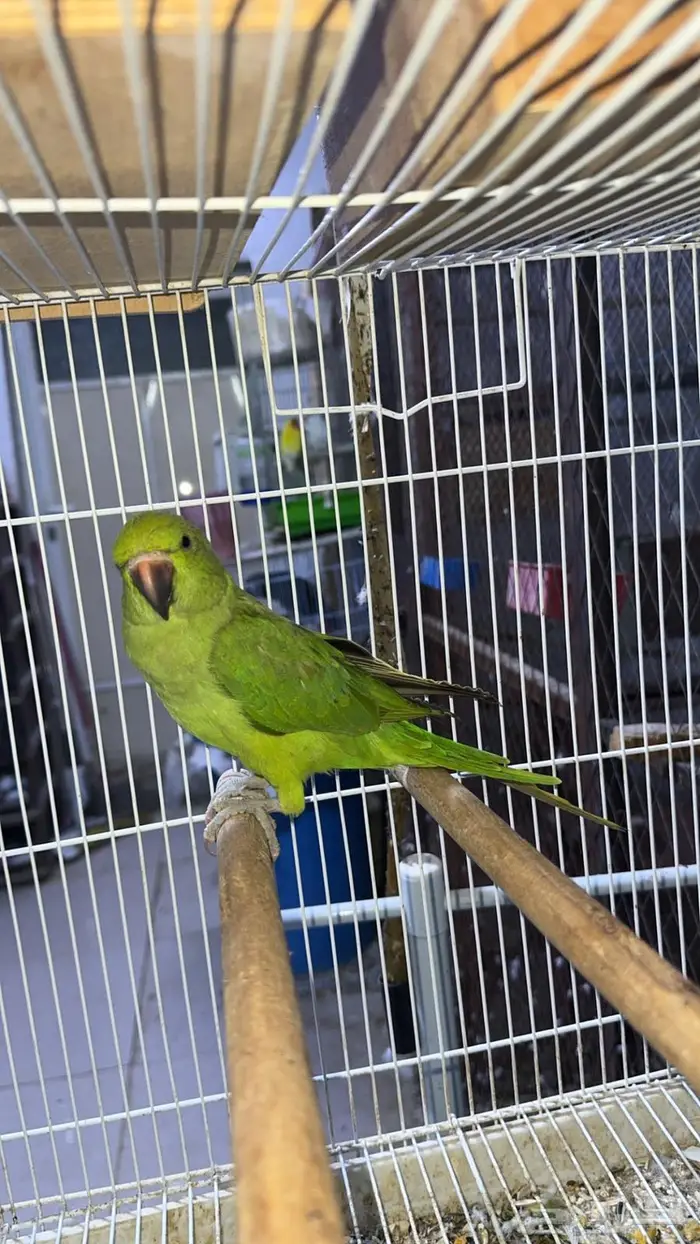درة هندي نصف ولافه 0