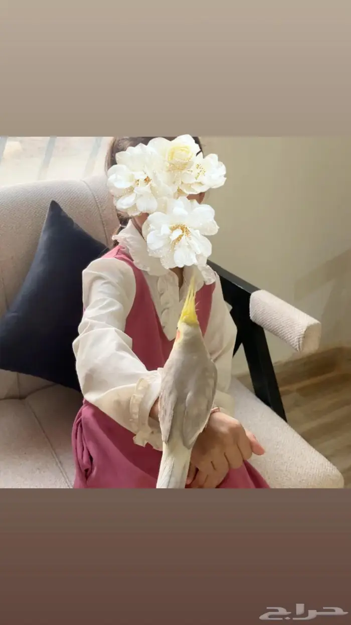 ببغاء كروان 1