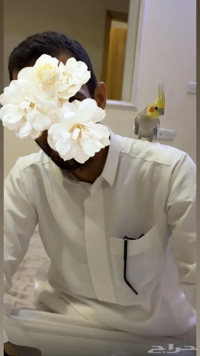 ببغاء كروان 0