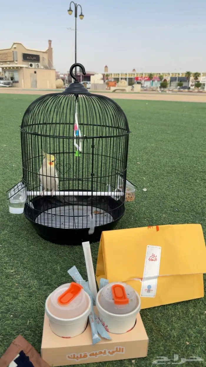 ببغاء كروان 2