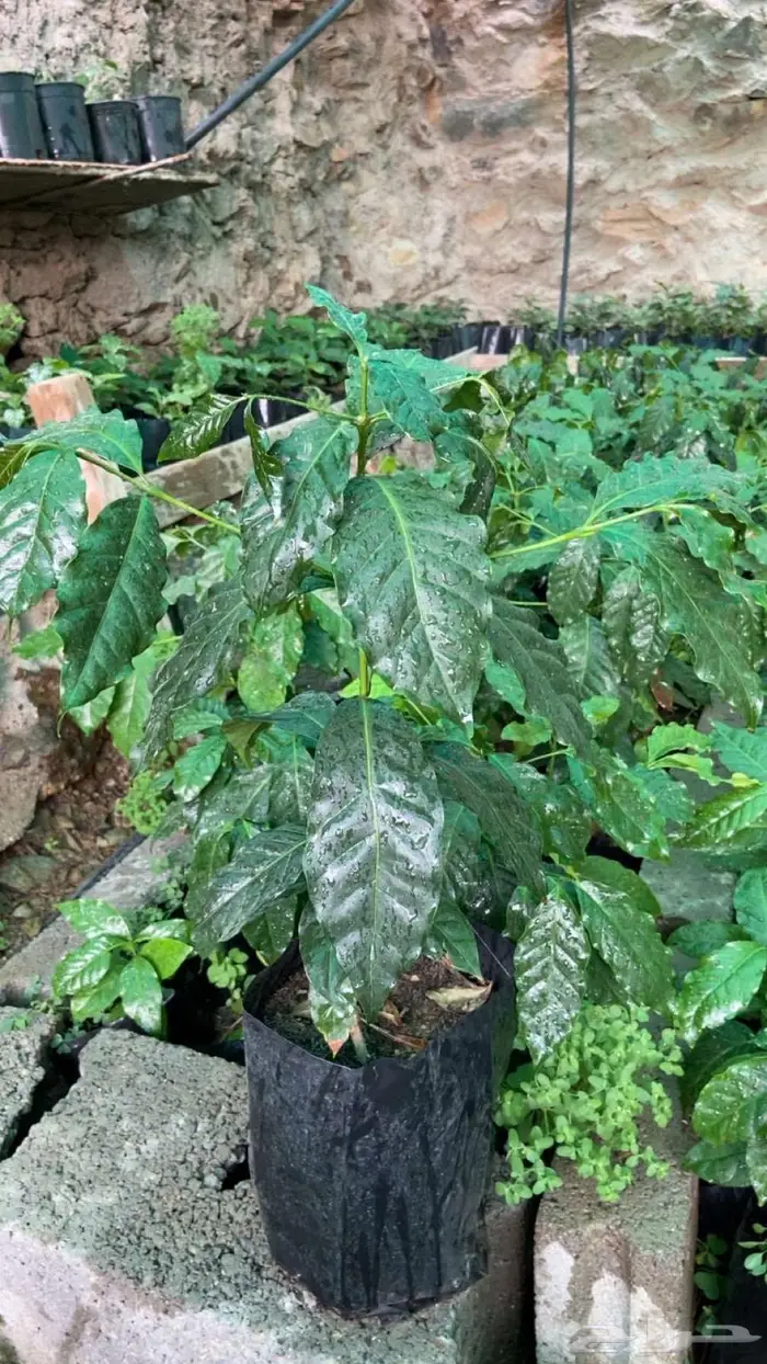 شتلات بن للبيع 1