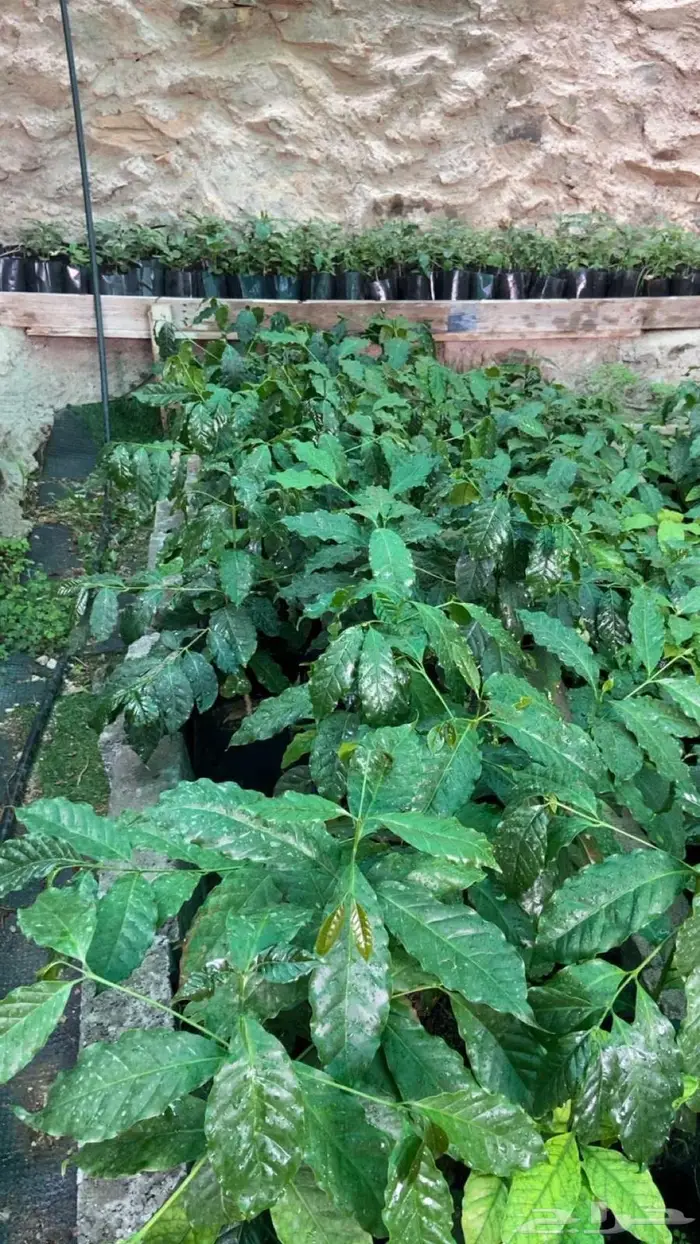 شتلات بن للبيع 0