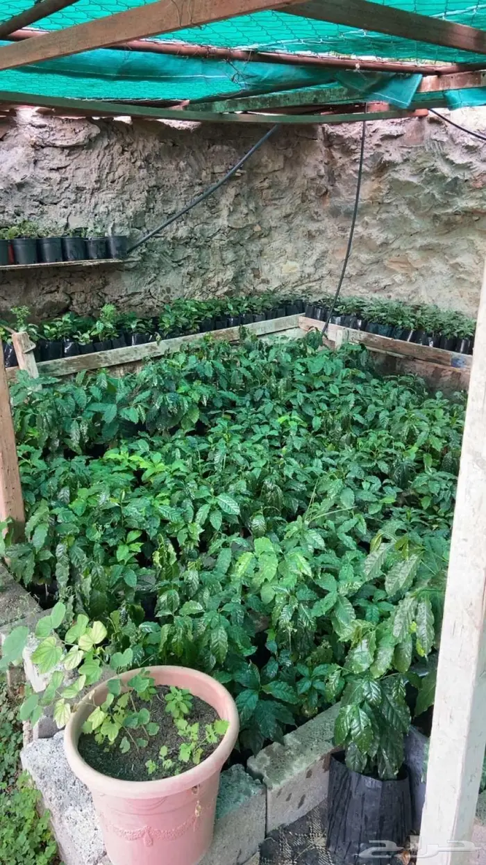 شتلات بن للبيع 2