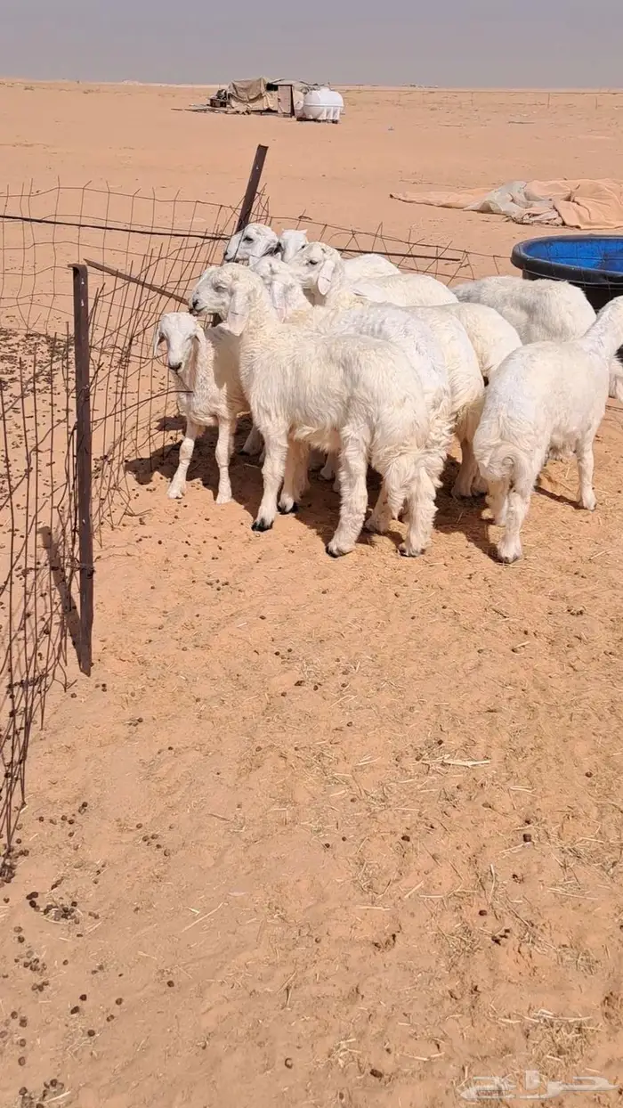 خرفان حريات 3