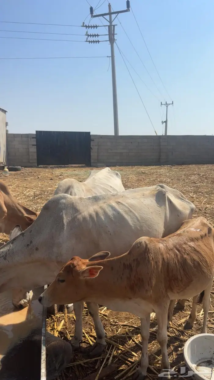 بقر مناتيج 2