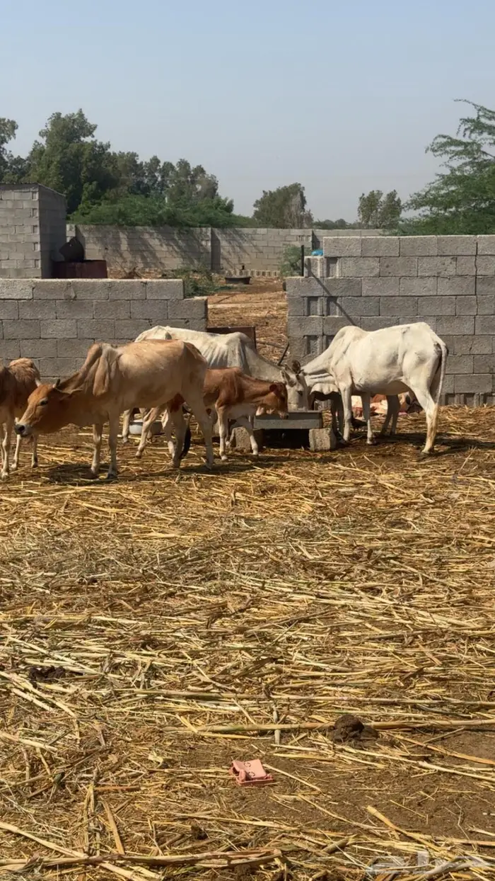 بقر مناتيج 0