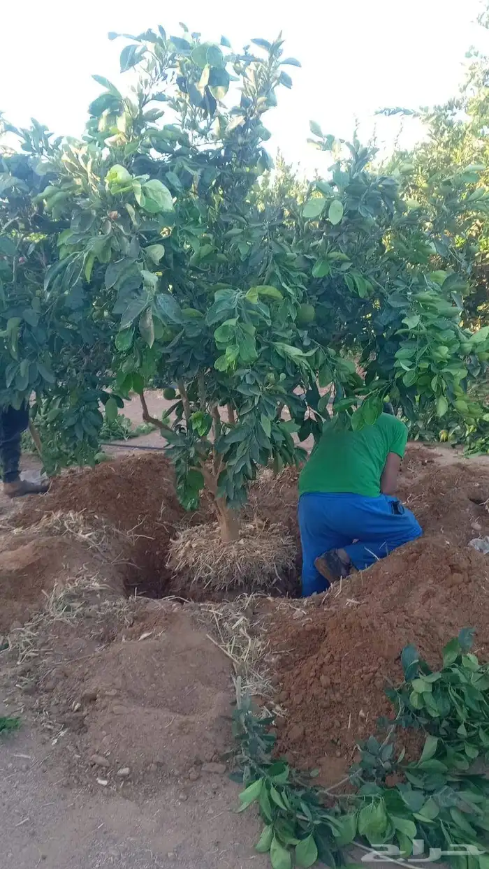 يوجد لدينا حمضيات يوسف أفندي ليمون رمان كمثرا برتقال ابو صره 2
