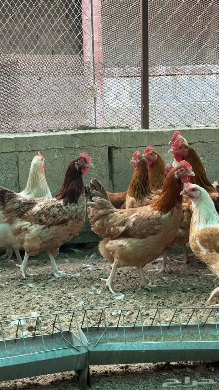 أرانب ودجاج 12