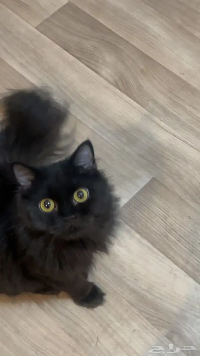 قطة للتبني العاجل 3