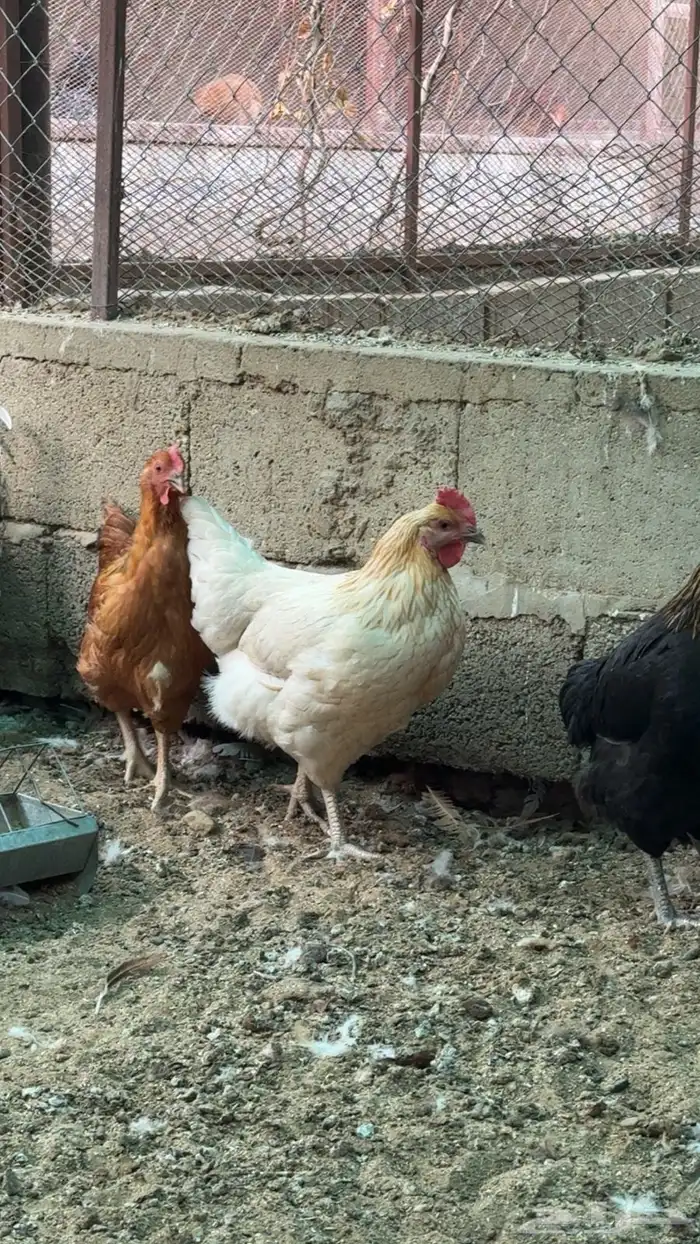 أرانب ودجاج 11