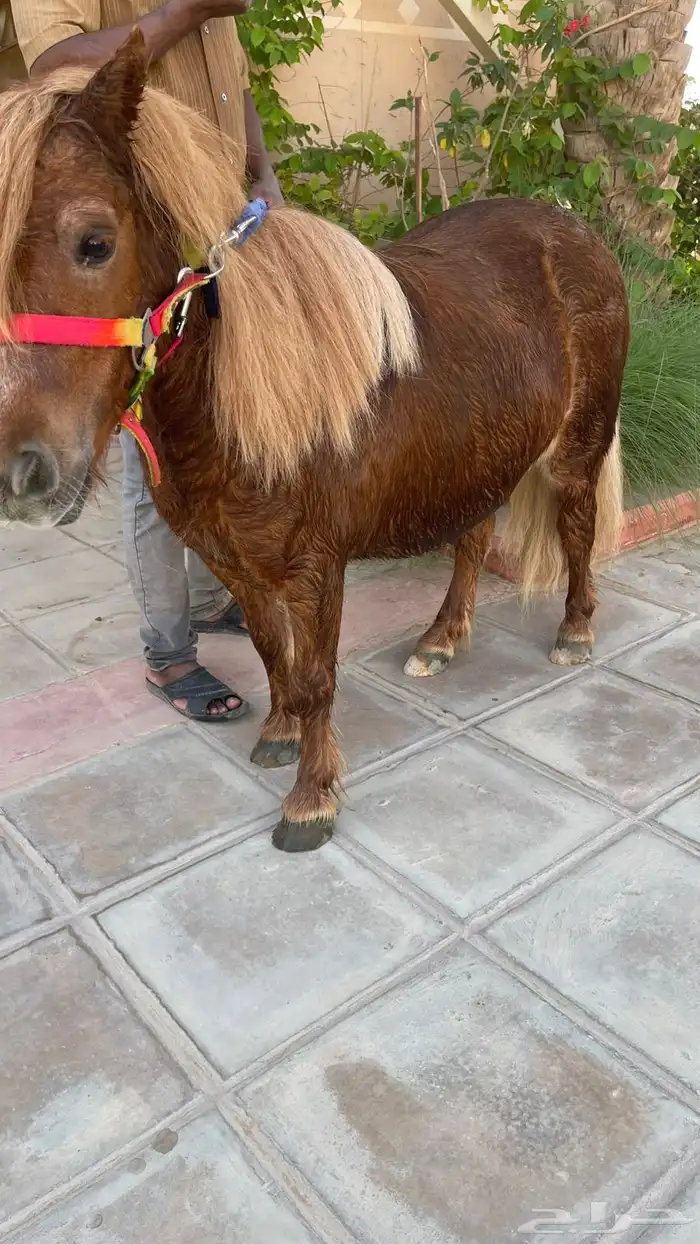 سيسي أنثى فرس للأطفال 1