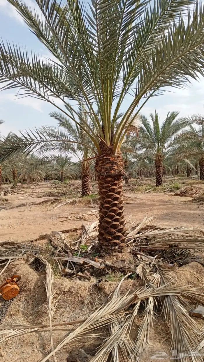 الألوان نساح 8