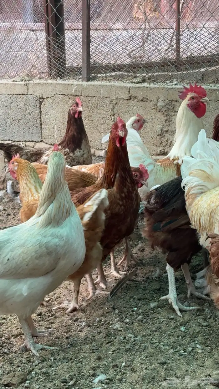 أرانب ودجاج 10