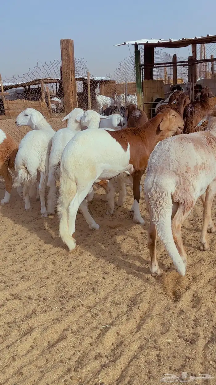 خرفان سواكن فل شحم مرابي 4 شهور 1