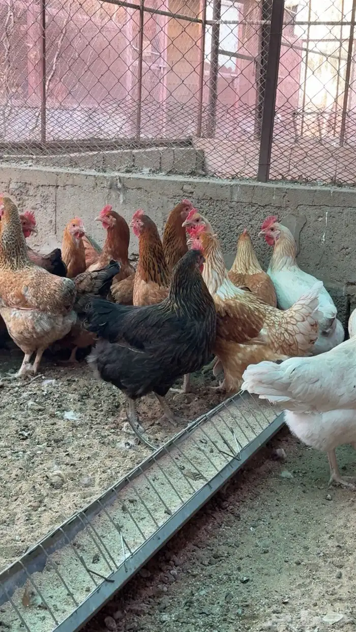 أرانب ودجاج 6