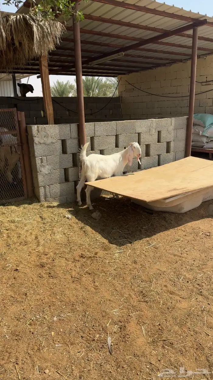 تيوس مخاصي 1