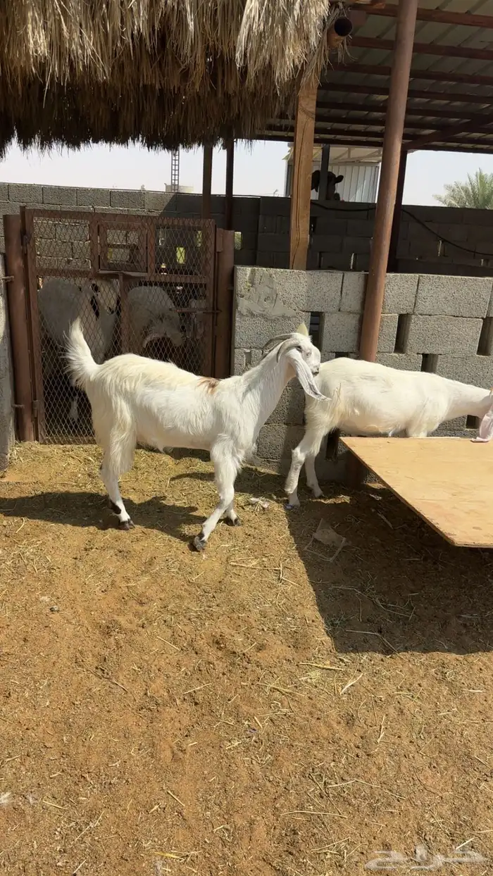 تيوس مخاصي 0