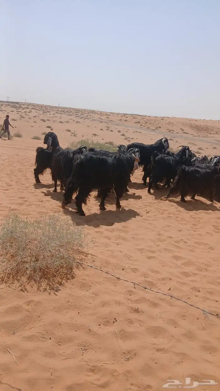 ماعز عارضي 0