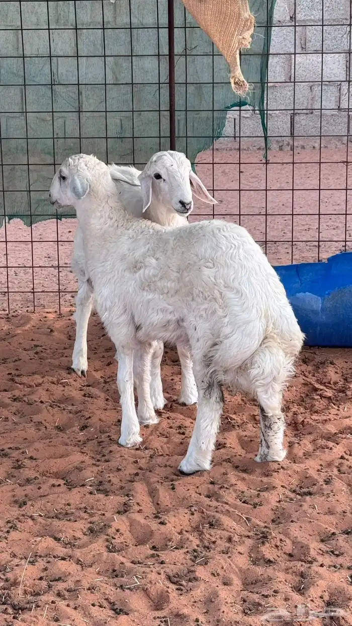 تم البيع العدد 2 حري فاخر العمر 4 شهور مغلق شحم فاخر 0