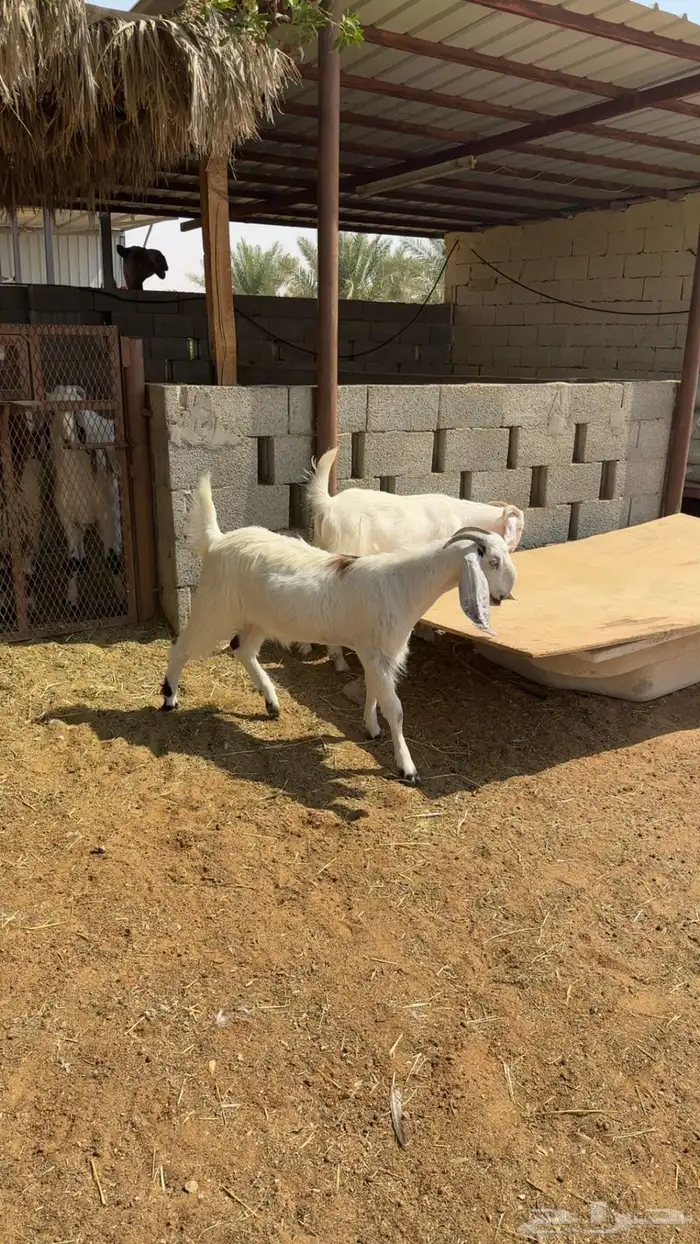 تيوس مخاصي 2