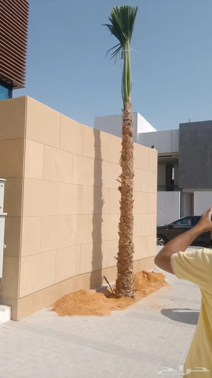 نخيل واشنطن للبيع بجميع انواع المقاست وتوصيل إلا جميع انحا 0