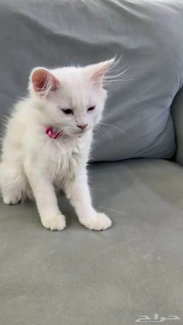 قطه حامل للبيع مع اللتر بوكس ومعاها بنتها 2