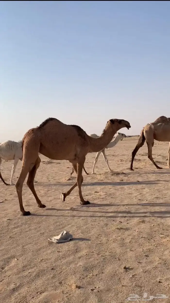 بكره حقه 0