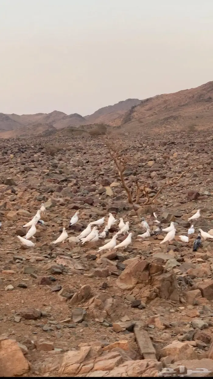 حمام فرنسي وباكستاني 0