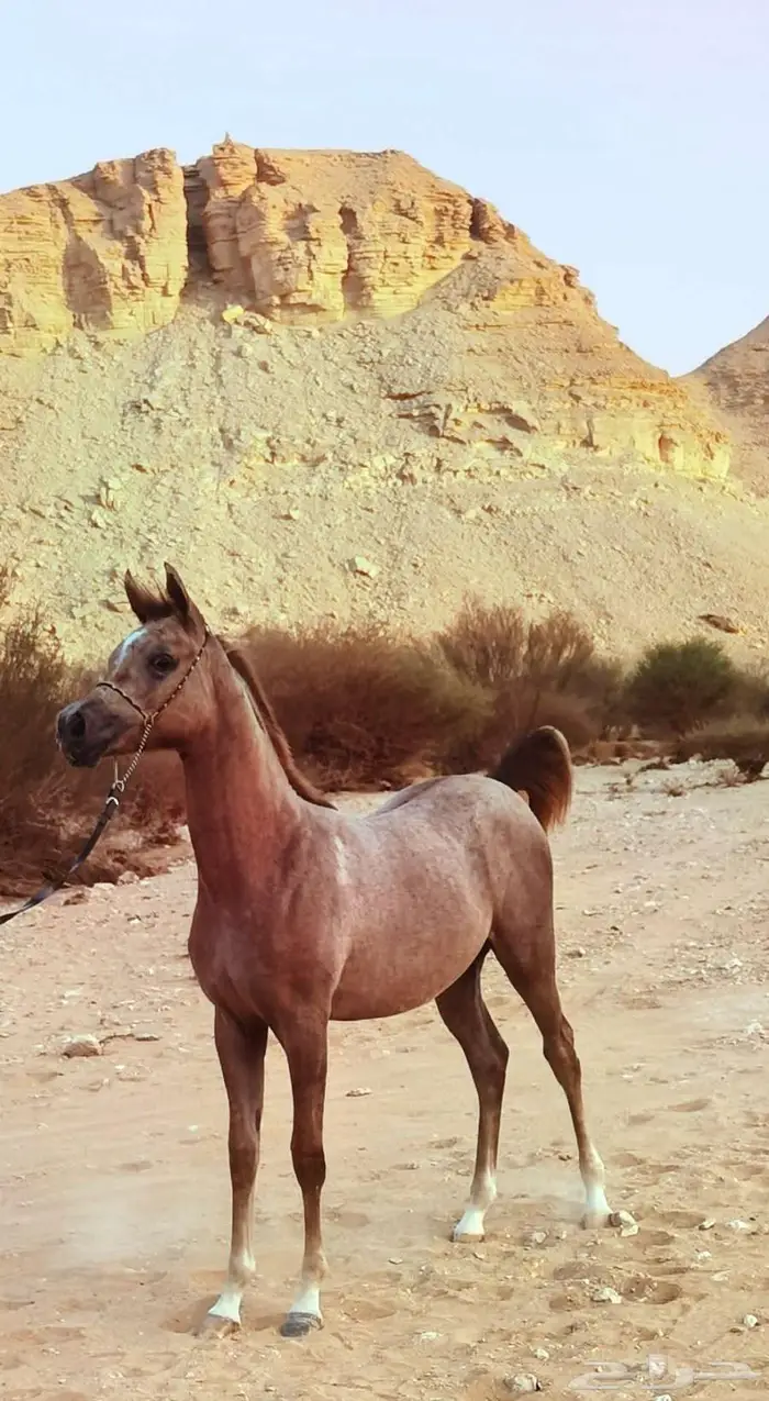 مهرة واهو جميلة 2