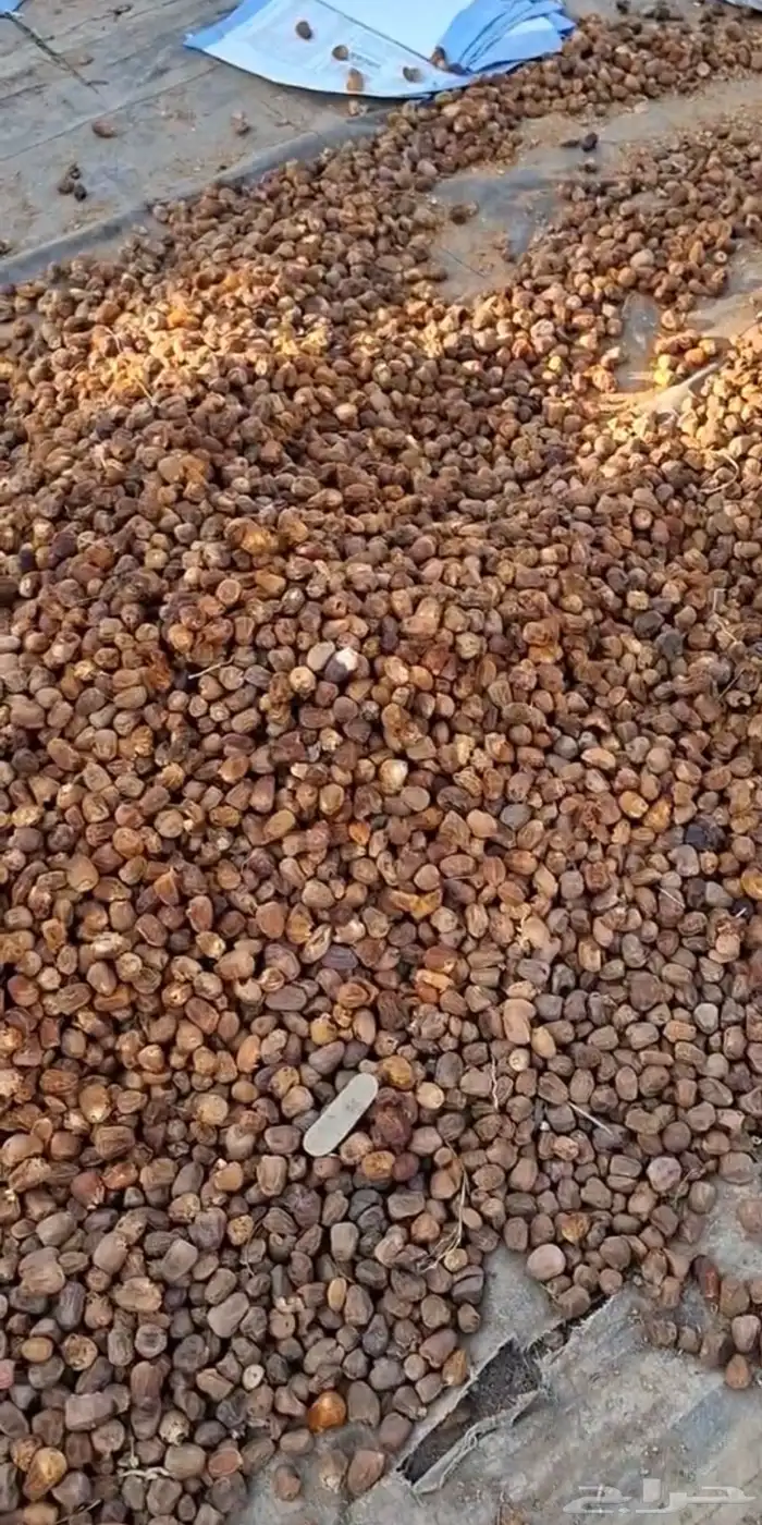 تمر علف 300 كيس تقريبا 1