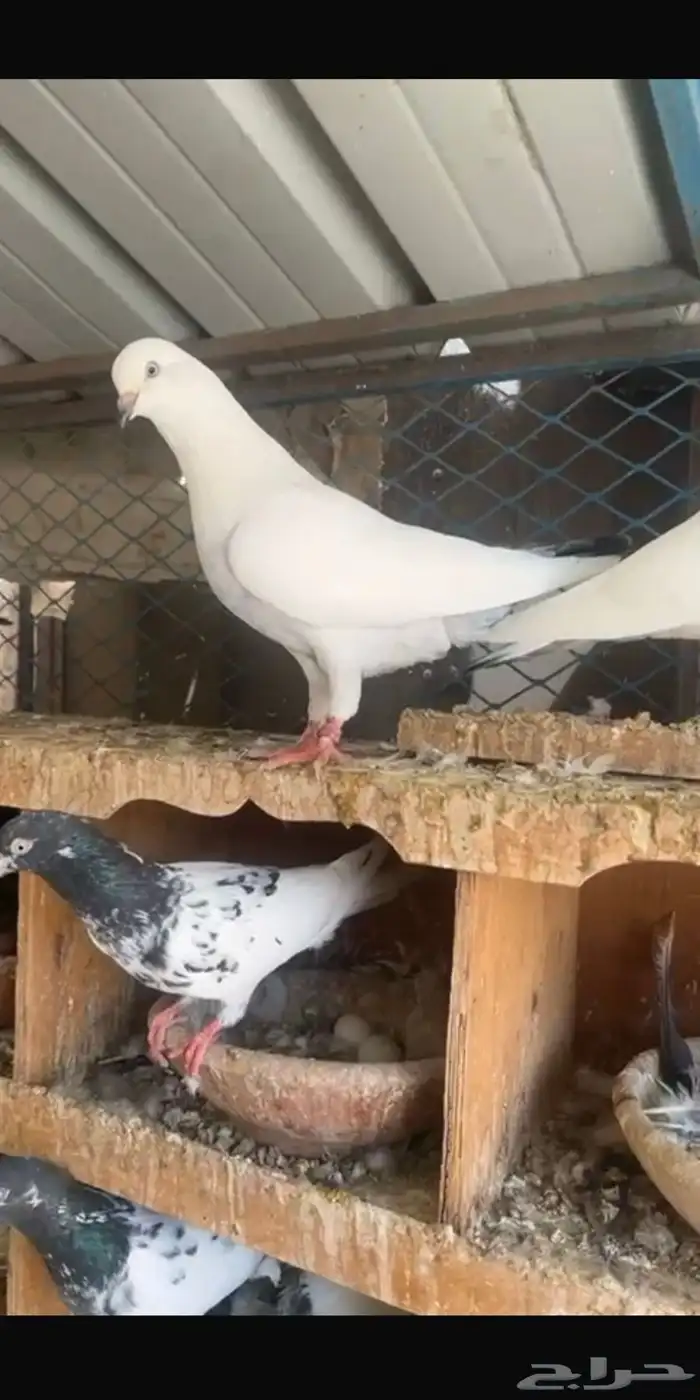 طبات وحشي من اساس قوي جدا وبيور 7