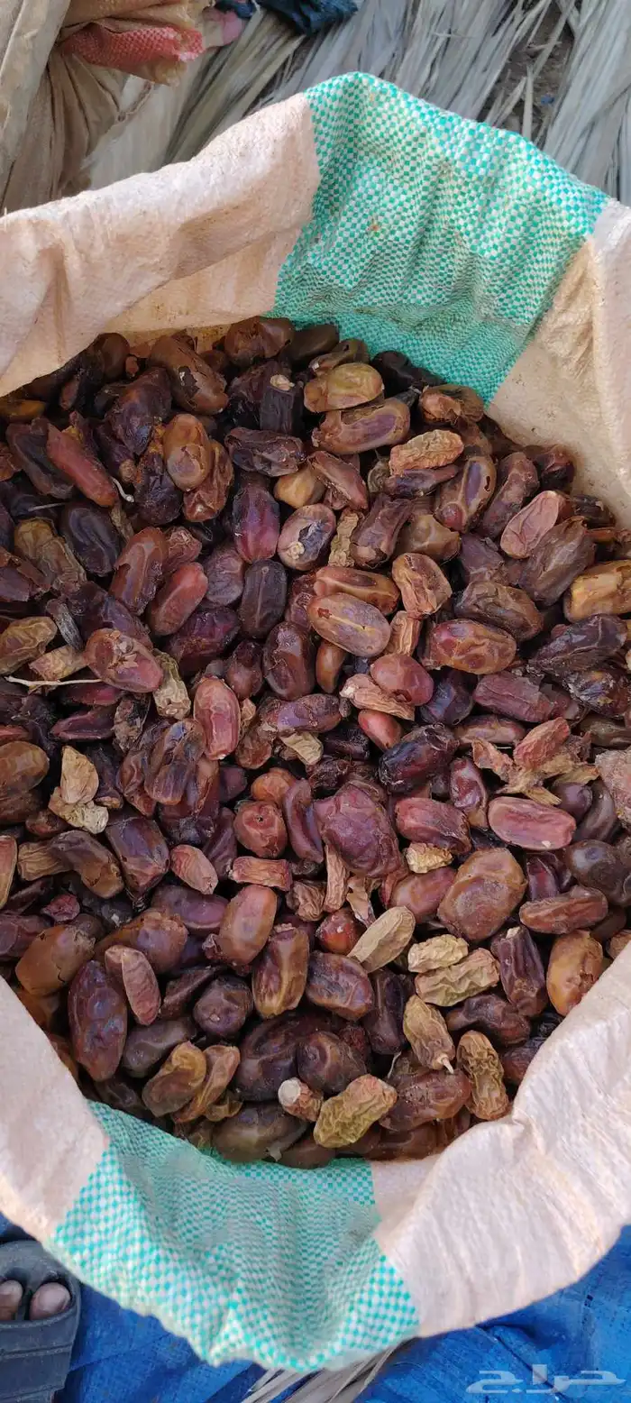 تمر علف نفيع للحلال من الموسم الحالي 2