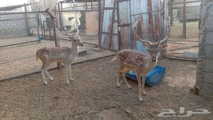 فلودير للبيع 2