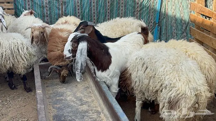 ذبايح للبيع 0