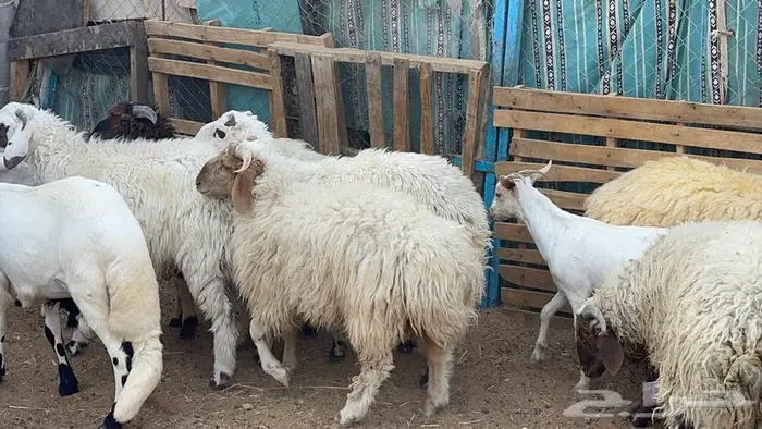 ذبايح للبيع 4