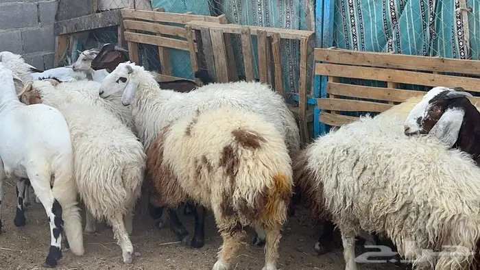 ذبايح للبيع 3