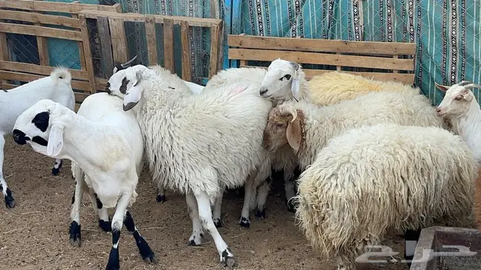 ذبايح للبيع 1